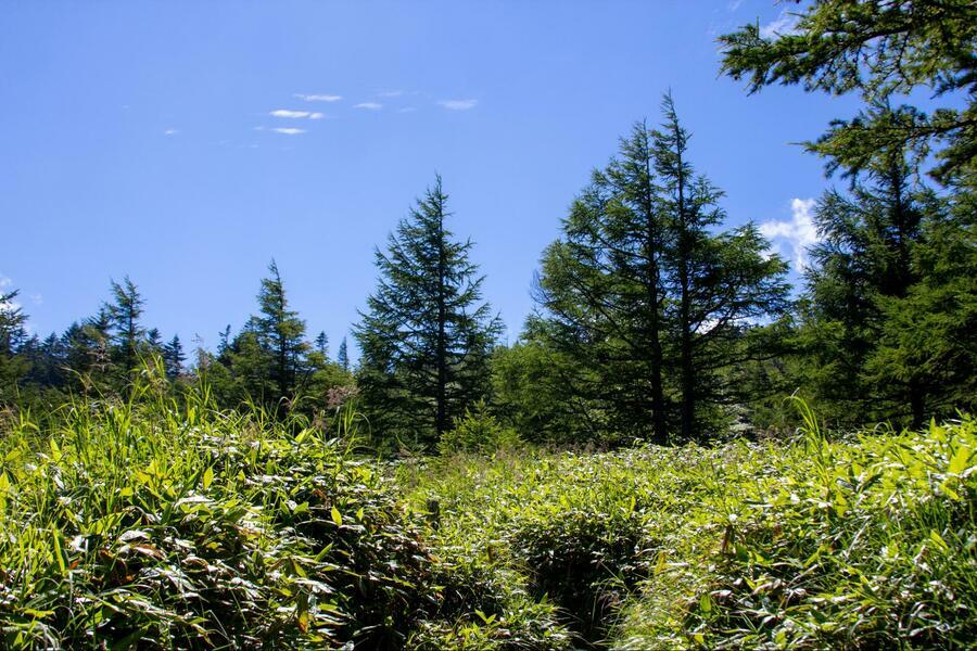 夏山ならではの新緑と青空のコントラスト（撮影：伏見みう）