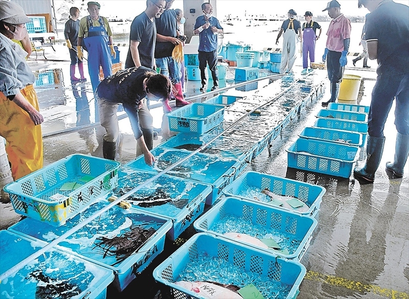 ヒラメなどの常磐ものが並び活気づく港＝いわき市・久之浜漁港