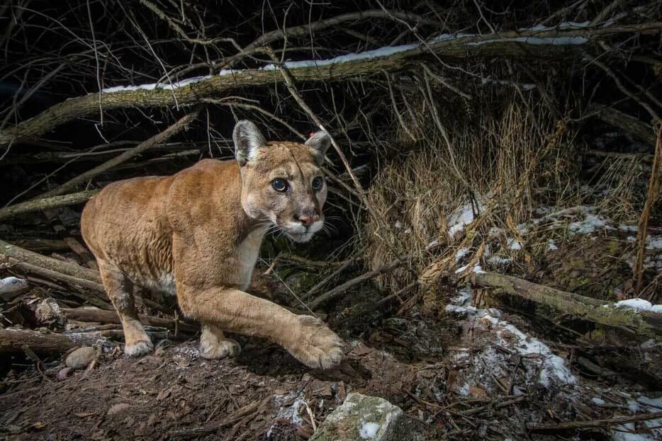 米国ワイオミング州ケリーに設置された遠隔カメラが捉えた野生のピューマ。（Photograph by Charlie Hamilton James, Nat Geo Image Collection）