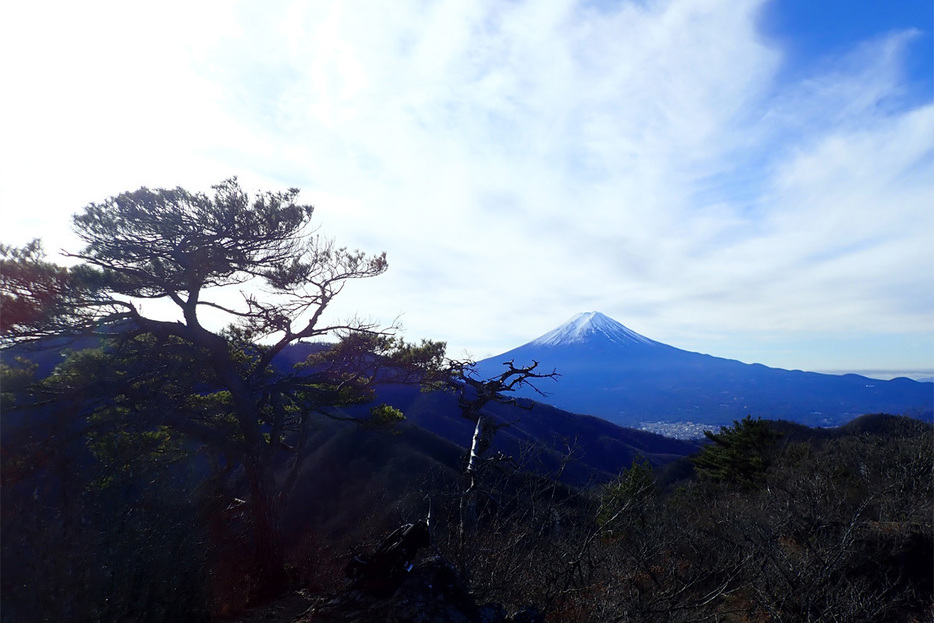 清八山から望む松の木越しの富士山