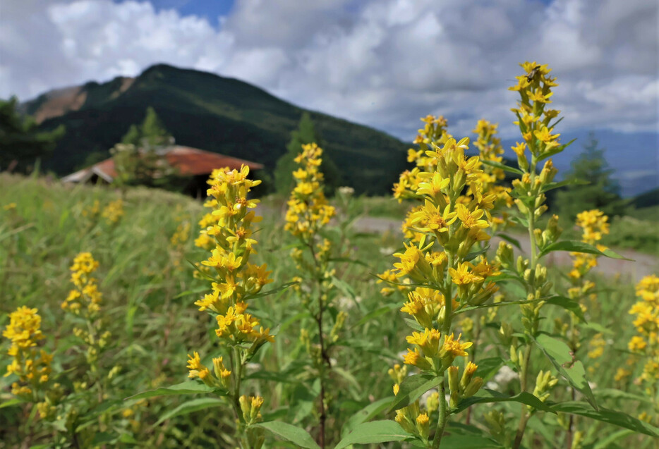 高峰高原で咲き始めたアキノキリンソウ