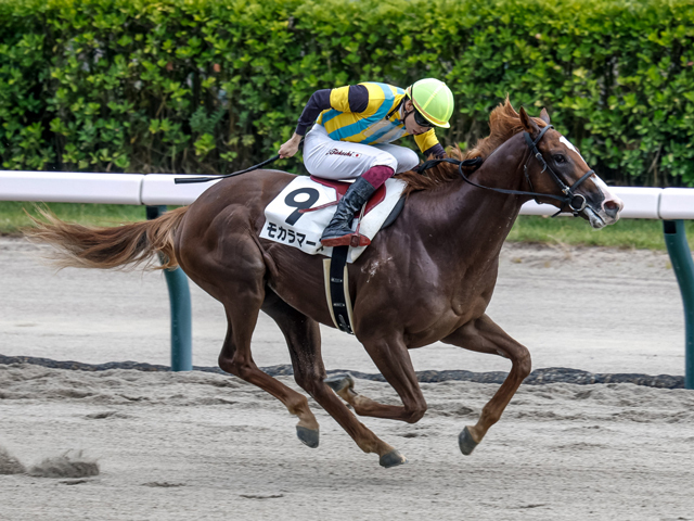 新潟6R新馬戦を制したモカラマーズ(撮影：下野雄規)