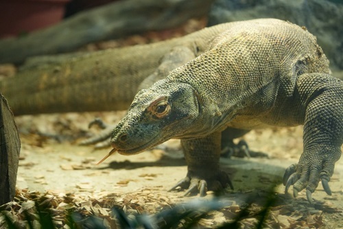 名古屋市の東山動植物園で23日から一般公開が始まる世界最大級のトカゲ、コモドオオトカゲの「タロウ」（同動植物園提供）