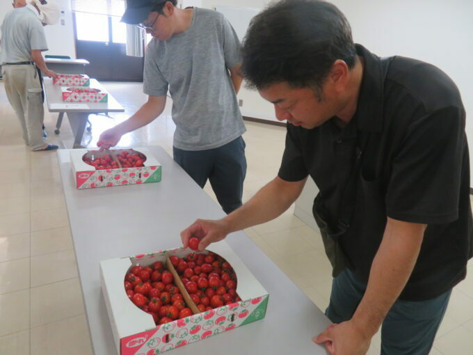 細かくチェックをするJA茨城旭村トマト部会 佐山和彦部会長