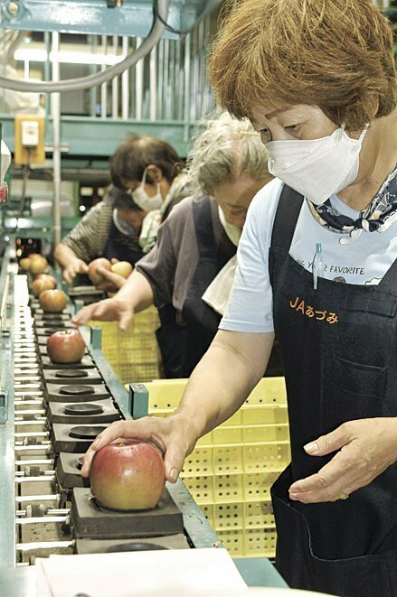 リンゴを確認しながらベルトコンベヤーに載せる選果員たち