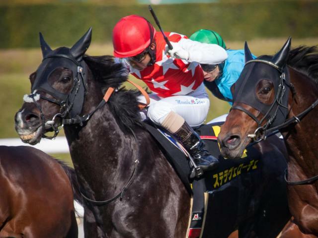 重賞3勝目を目指すステラヴェローチェ(今年3月撮影、ユーザー提供：るいすさん)