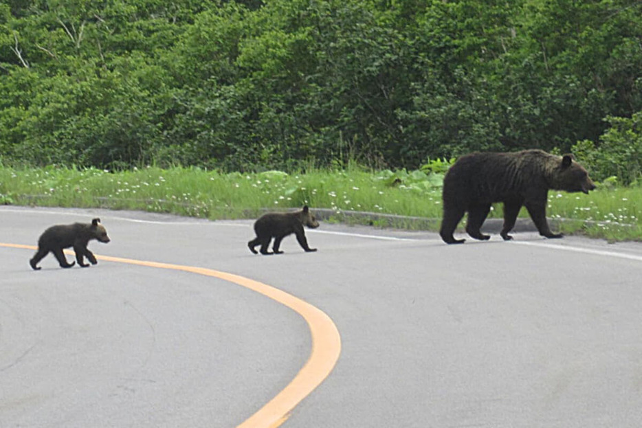 熊などの野生動物が人里におりてくることもあり、ドライブ中に遭遇する機会がないとは言い切れない