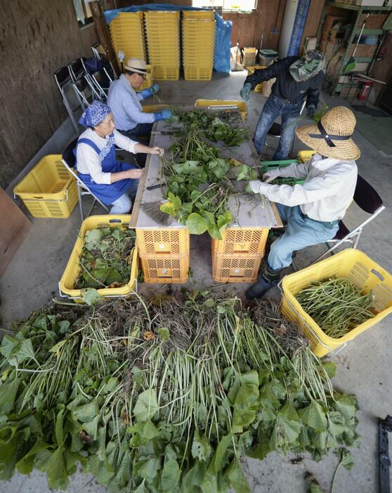 収穫した“畑ワサビ”の出荷準備をする人たち＝2024年6月、宮城県加美町