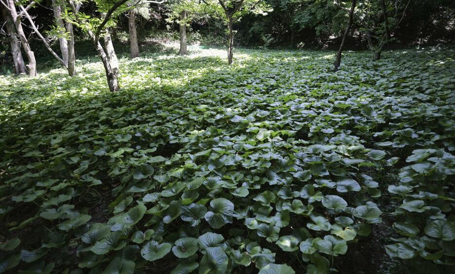 荒廃した畑を活用した氏家賢司さんのワサビ畑＝2024年6月、宮城県加美町