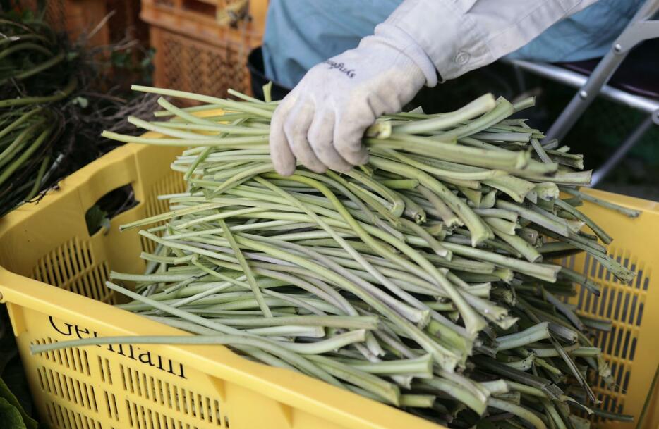 食用になる“畑ワサビ”の葉柄＝2024年6月、宮城県加美町