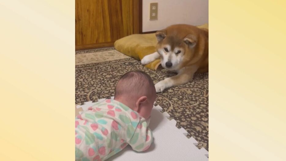 柴犬の「べりじぃ」こと「べりやんくん」と飼い主の娘さん