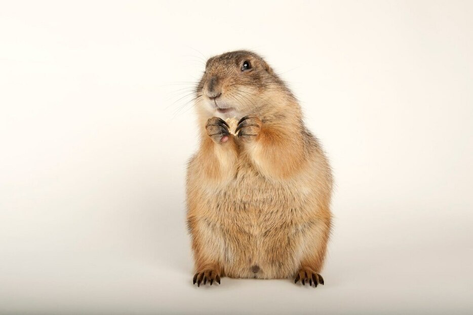 米ジョージア州アトランタ動物園で撮影されたオグロプレーリードッグ。（PHOTOGRAPH BY JOEL SARTORE, NATIONAL GEOGRAPHIC PHOTO ARK）