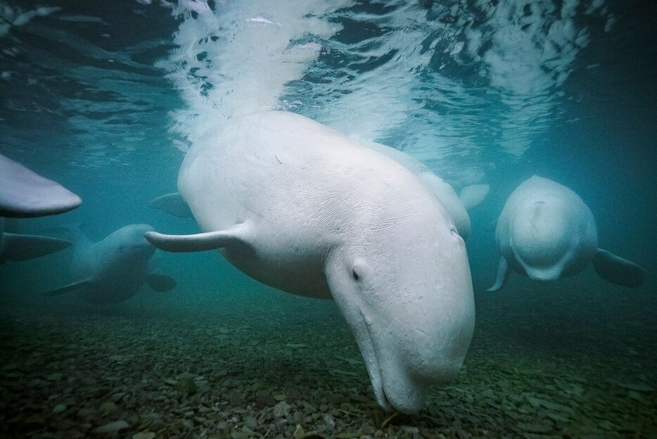 シロイルカ（Delphinapterus leucas）は、繁殖の時期にグリーンランド西部のディスコ湾でイッカクと遭遇することがある。（Photograph By Brian Skerry, Nat Geo Image Collection）