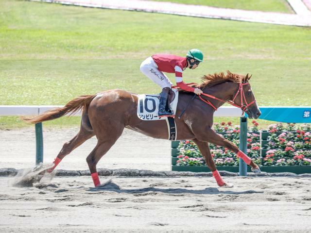 シンビリーブが新馬戦を制す(撮影：下野雄規)