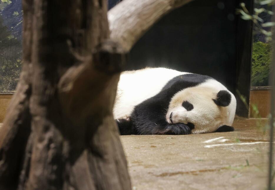 中国に返還されることが決まったジャイアントパンダの雌シンシン＝31日午前、東京・上野動物園