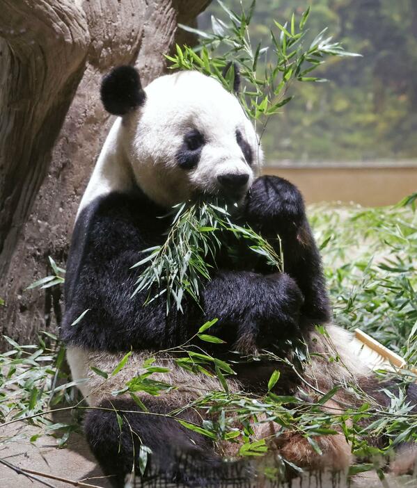 中国に返還されることが決まったジャイアントパンダの雄リーリー＝31日午前、東京・上野動物園