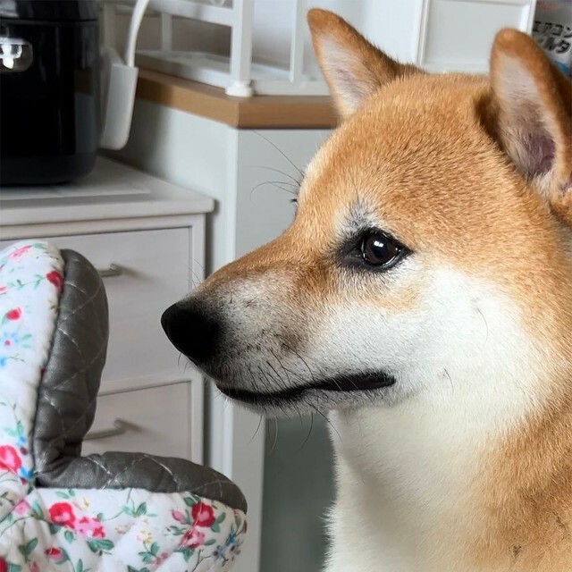 鍋つかみを見つめる美しい横顔…しかしこの後、大変なことに…！？（画像提供：柴犬ふう太さん）