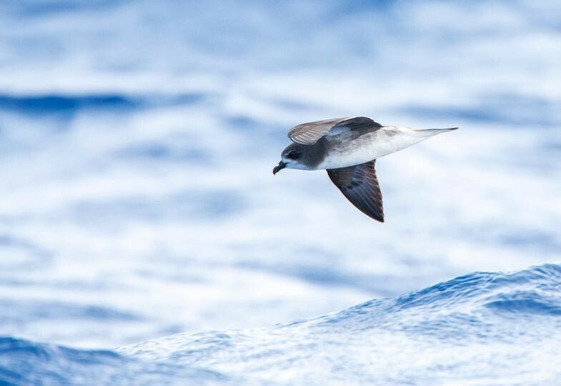 海鳥「なぜハリケーンを追いかけるかって？ そこにエサがいるからさ」