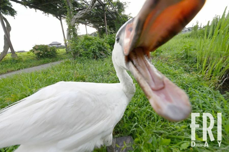 首を伸ばし威嚇するコブハクチョウ。成鳥になると天敵がいないといわれることから「無敵の鳥」とも呼ばれる