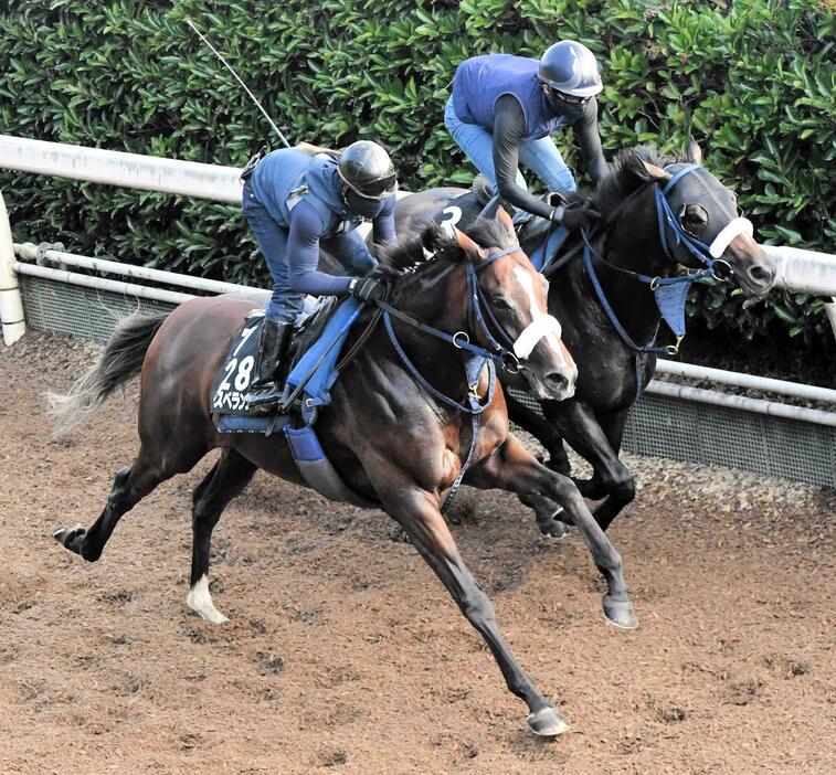 　栗東坂路で先着を決めたディスペランツァ（手前）＝撮影・今井雅貴