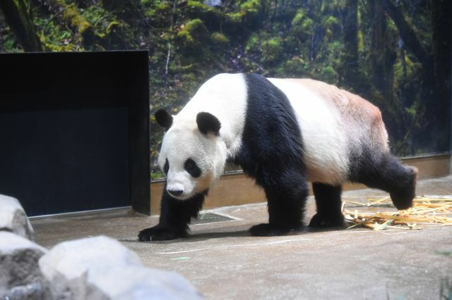 (公財)東京動物園協会提供(リーリー（オス）)