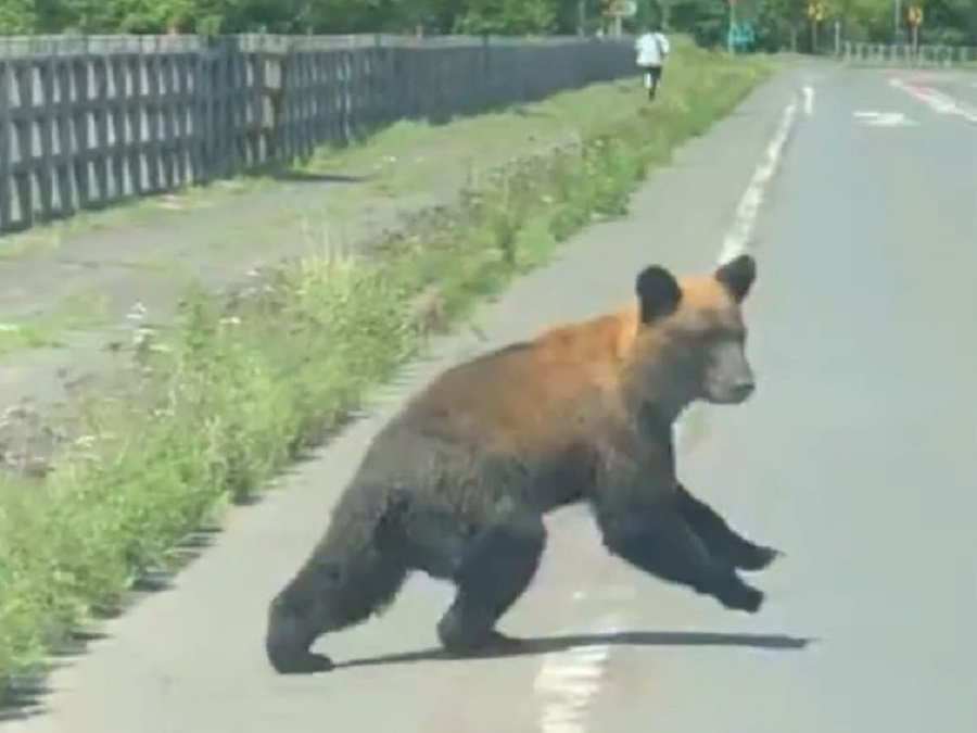 乗用車の接近に気づきクマは逃げた…（撮影：ｈａｙａｔａｋｕ　@hayataku2000）