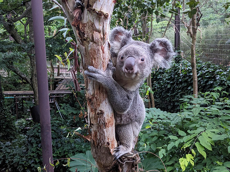 コアラの「ピリー」（県こども動物自然公園提供）