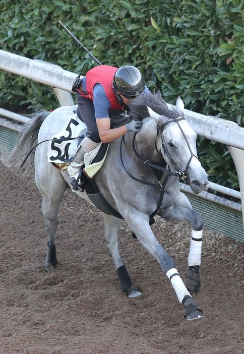 いまの中京の馬場状態ならば巻き返しが期待できるグランテスト