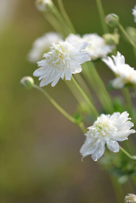 千重咲きの白花高性種（写真提供／佐藤尚史）