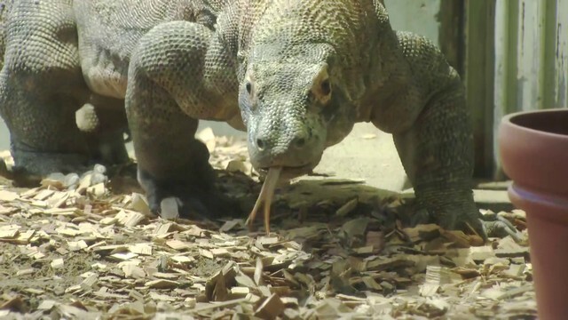 タロウの一般公開が開始