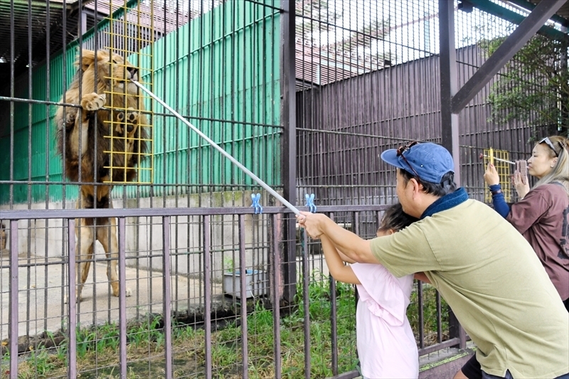 ライオンのエサやり体験をする来園者