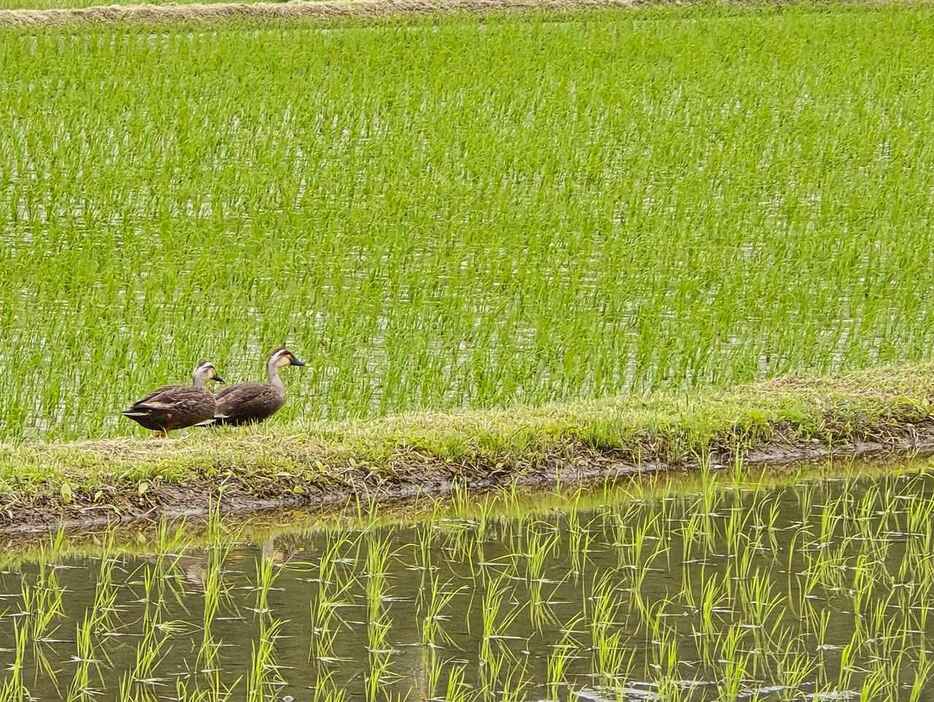 青々とした田んぼには鴨の姿も