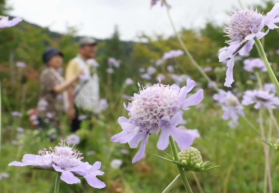 見頃を迎えたマツムシソウの花