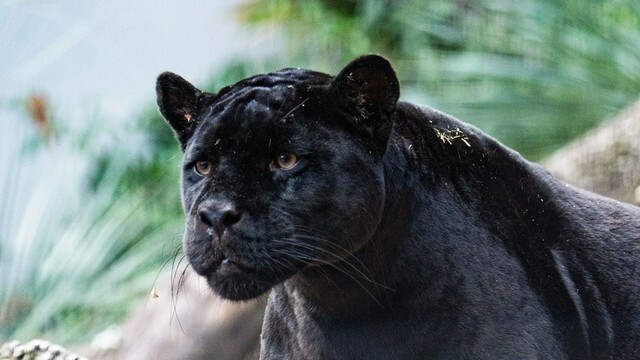 提供：名古屋市東山動植物園