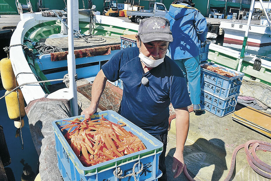 ベニズワイガニを水揚げする漁師＝５月、射水市の新湊漁港