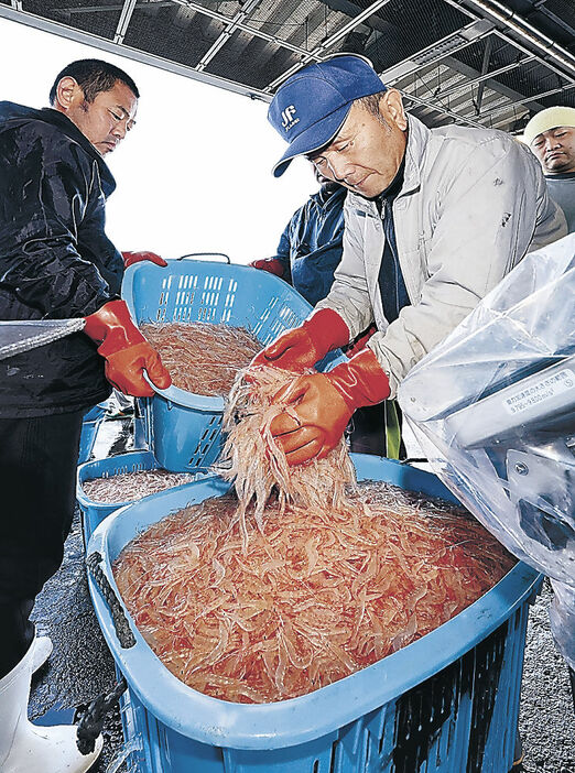 水揚げされるシロエビ＝５月