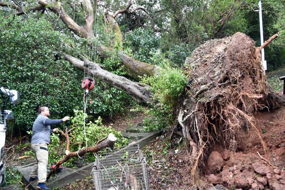 強風で根こそぎ倒れた木を撤去する地元住民＝２９日午前１１時ごろ、薩摩川内市国分寺町