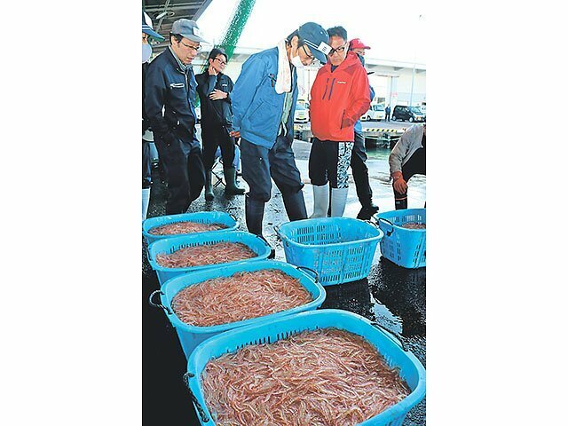 漁獲量が激減しているシロエビ＝５月、新湊漁港