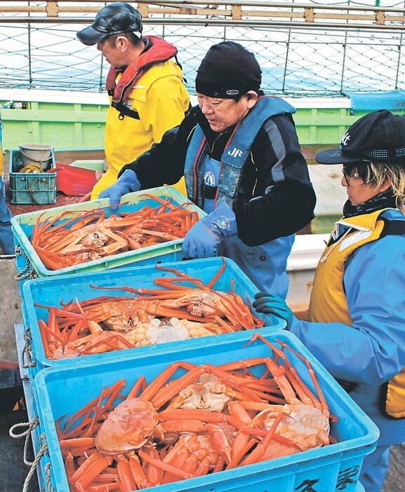 能登半島地震の影響で水揚げ量が低迷したベニズワイガニ＝２月、新湊漁港