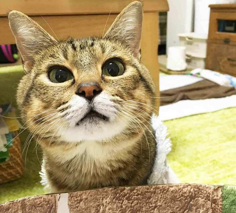 交通事故に遭い、下半身不随で保護された猫・らい。飼い主の晴さんが出会った当時のことや、現在の想いを語ってくれました。