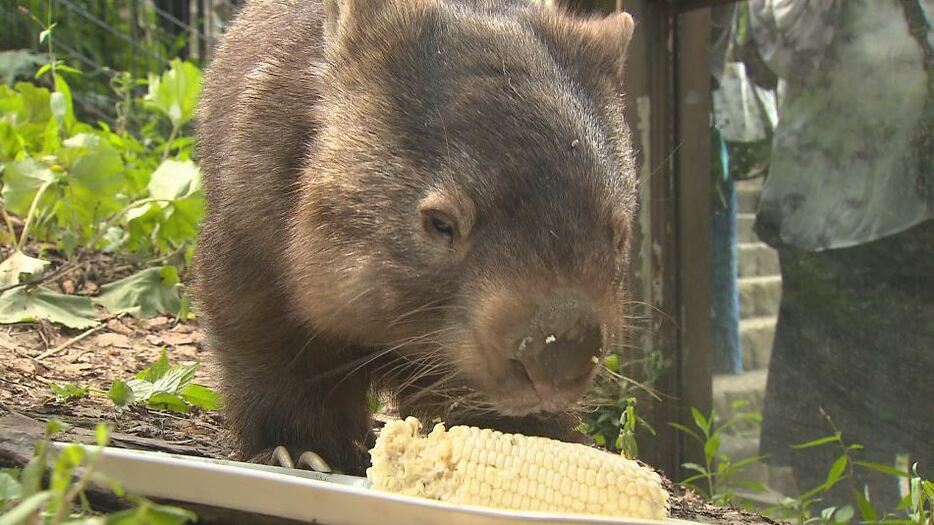 ウォンバットの「ウォレス」