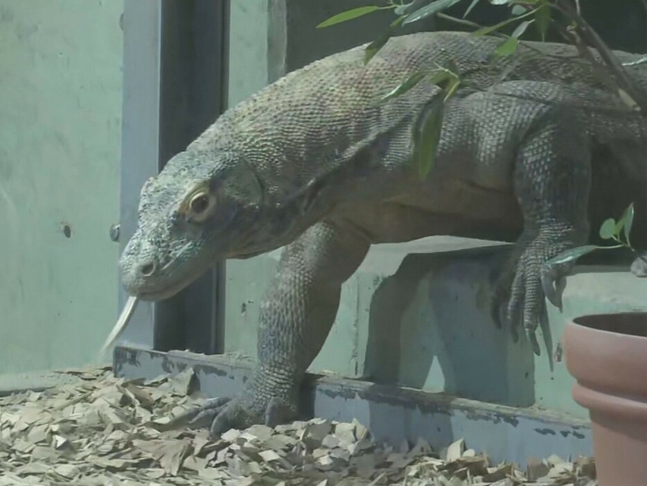 コモドドラゴンのオス・タロウ 名古屋市千種区の東山動植物園