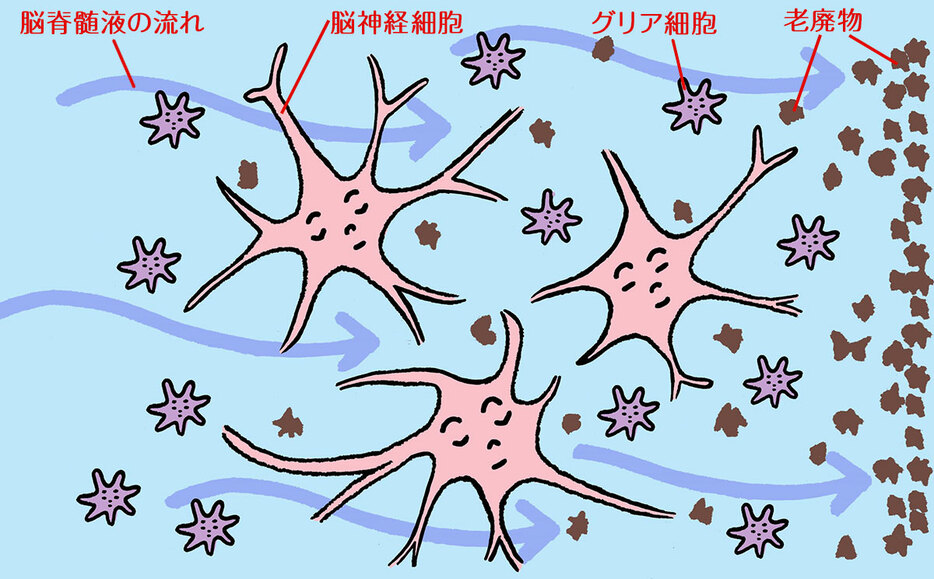 ノンレム睡眠時の脳のグリンパティックシステム