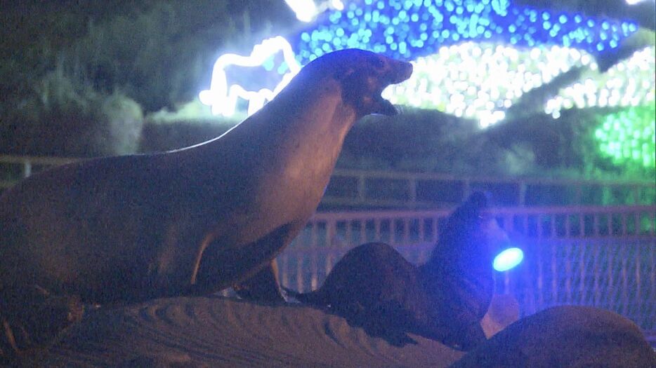 東山動植物園で8月10日から始まる「ナイトZOO＆GARDEN」