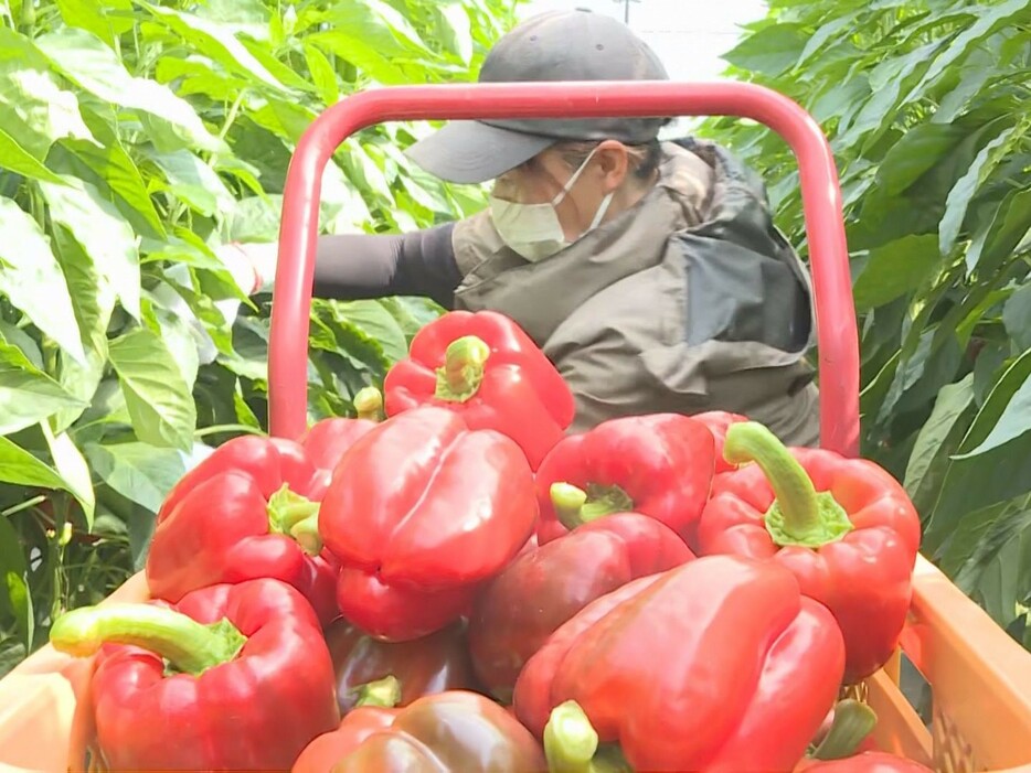 「飛騨パプリカ」の収穫作業 岐阜県高山市