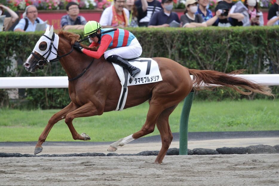 札幌7R・タマモプルメリアと高杉吏麒騎手