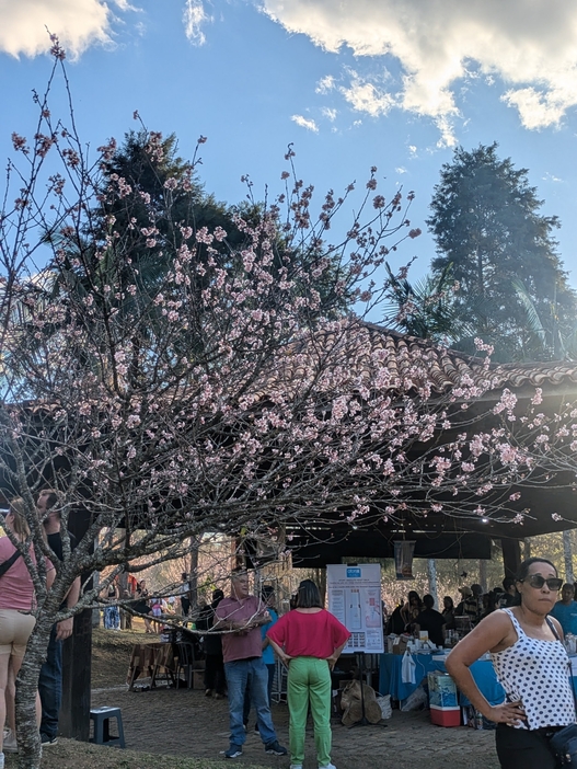 散る寸前の桜の花の様子