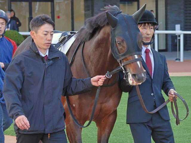 自己条件で巻き返しを期すキャプテンシー(昨年11月撮影、ユーザー提供：ゆきのりさん)