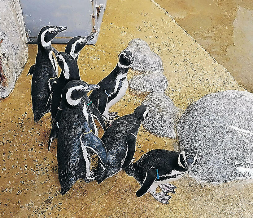 元気に歩くペンギン（のとじま臨海公園水族館提供）