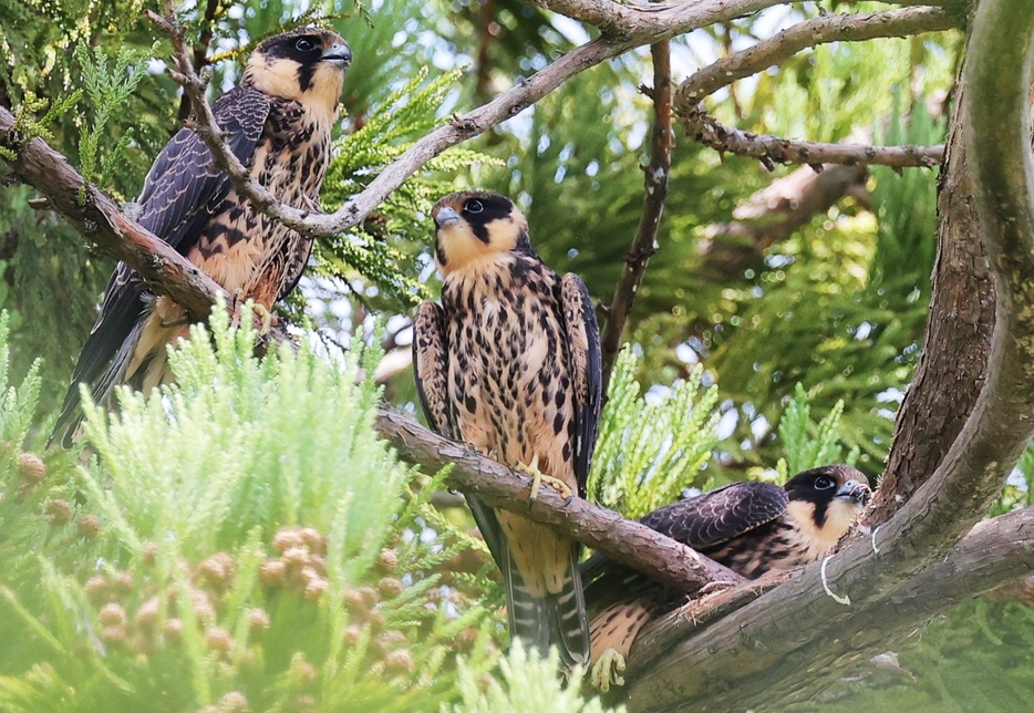 3羽並んで親鳥を待つ巣立ちびな